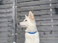 Bild 5 von Hundehalsband Blue Ribbon Handgefertigt | Nur sehr begrenzte Stückzahl